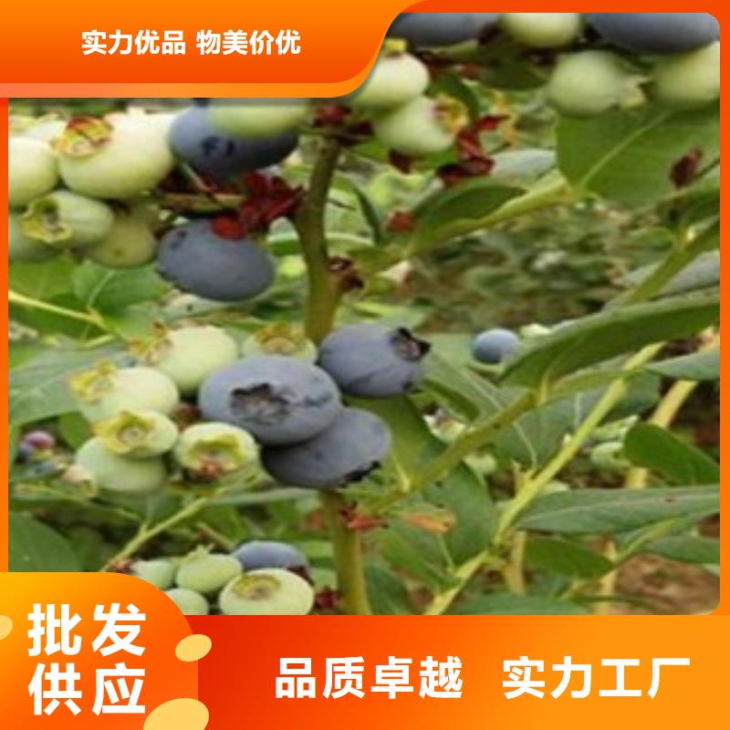 #蓝莓苗#货比三家