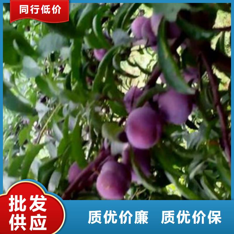 李子苗实力商家