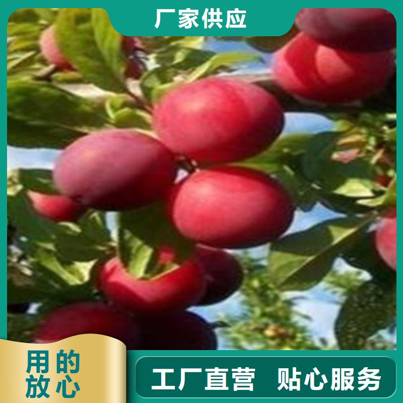 买的放心-李子苗厂家