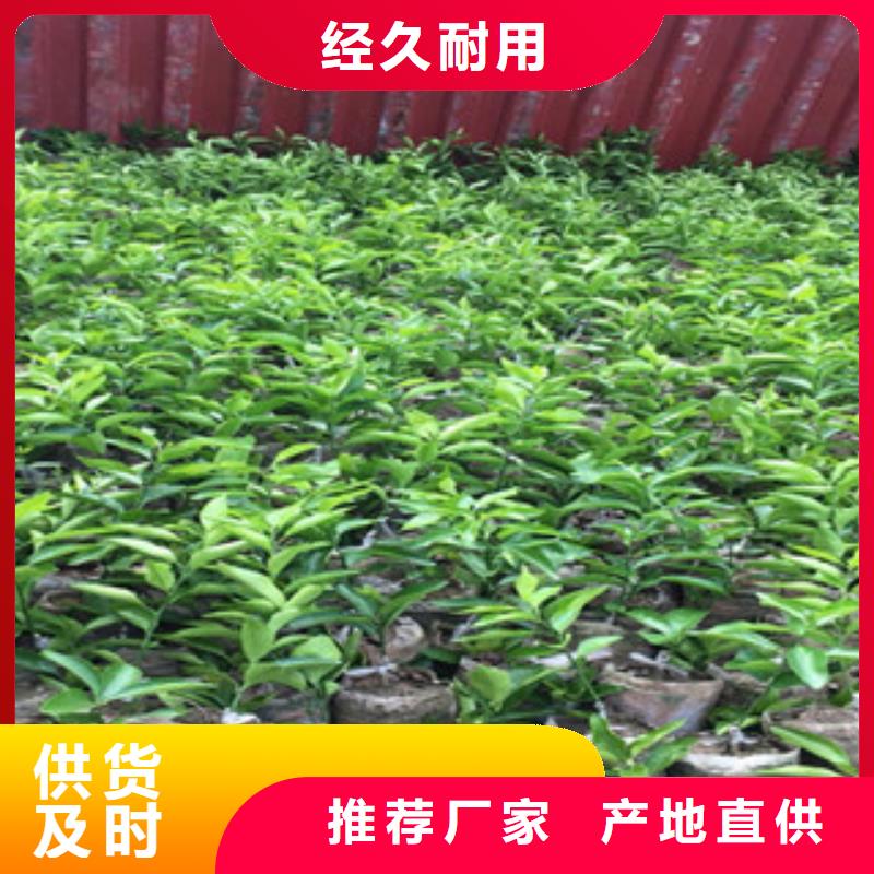 李子苗销售公司-价格合理