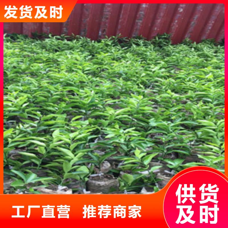 李子苗实力过硬厂家