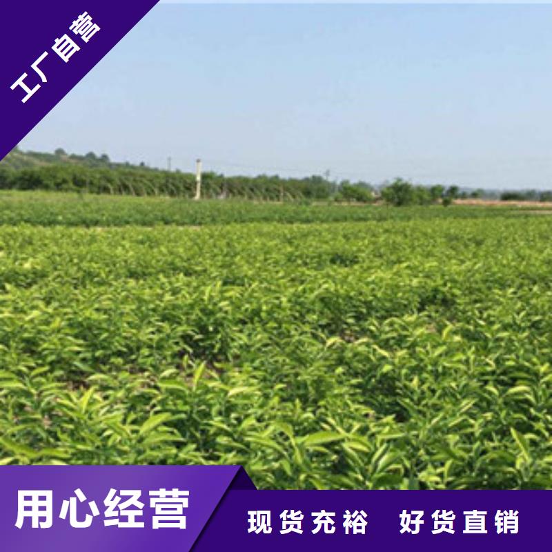 专业销售李子苗-热销