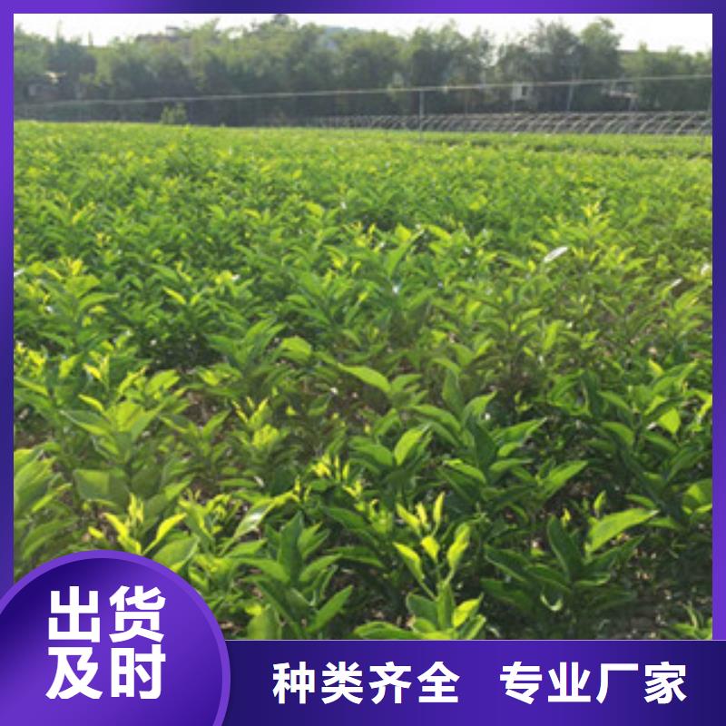 优惠的李子苗厂家