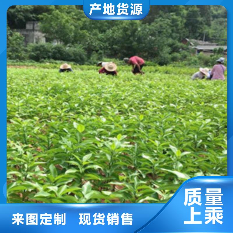 李子苗企业-价格合理