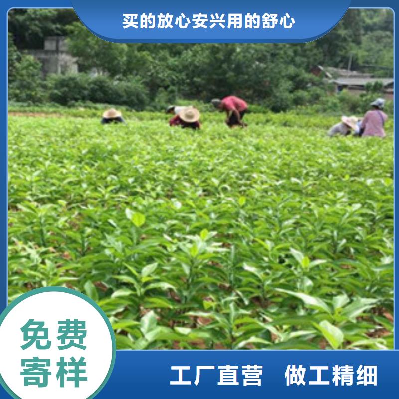 李子苗低报价