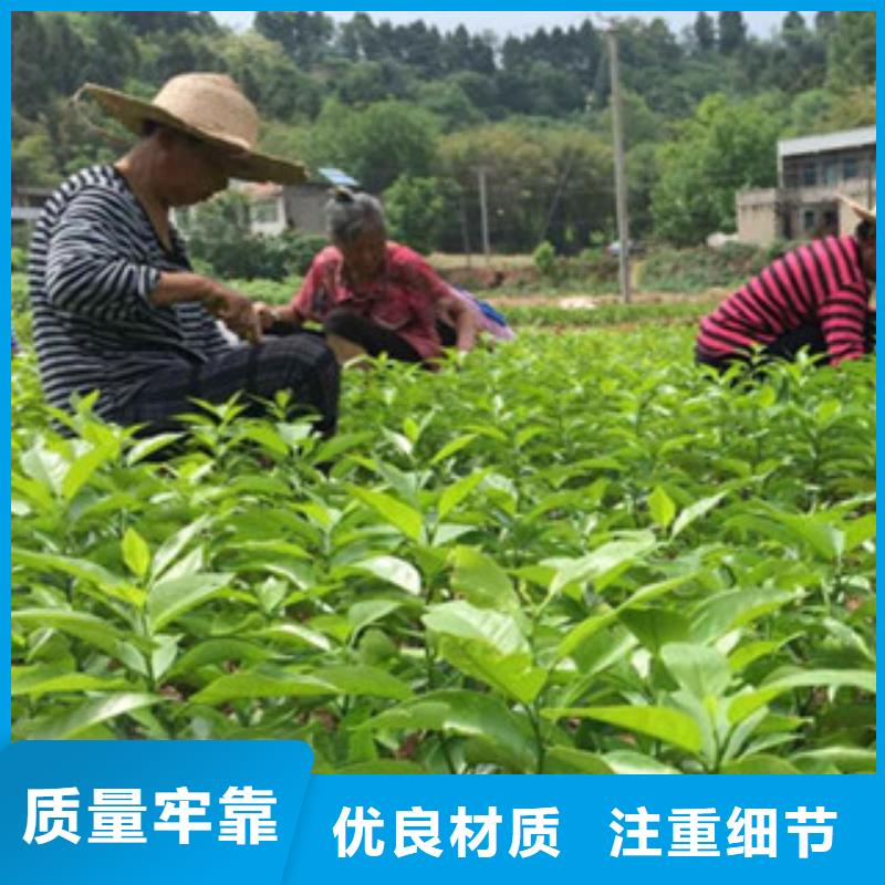 李子苗厂家质量有保障
