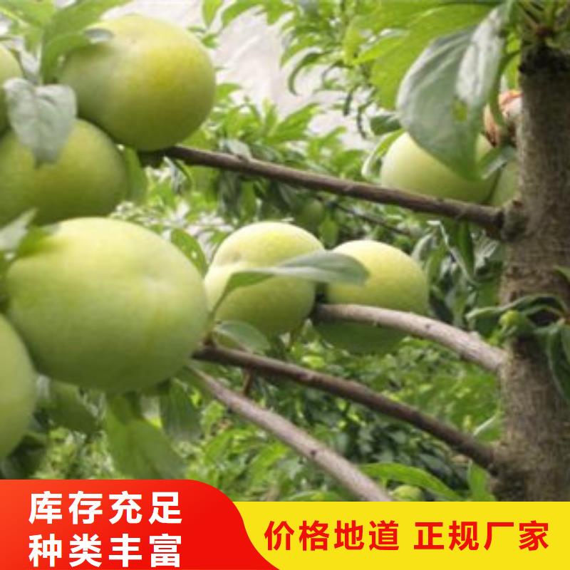 优质李子苗的公司