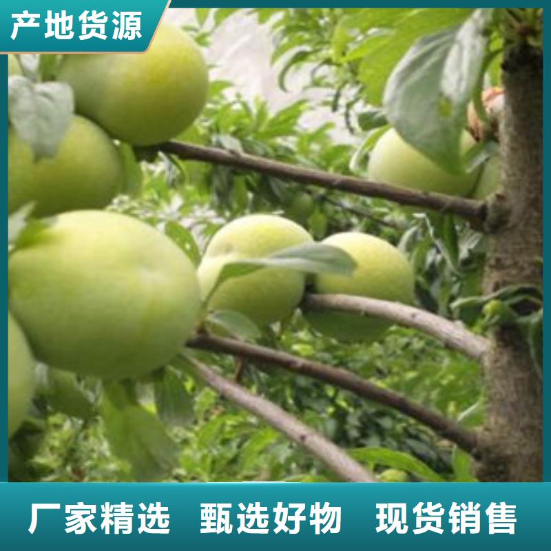 李子苗生产厂家欢迎订购