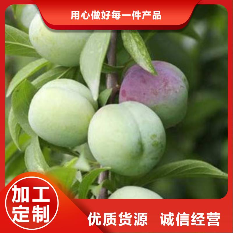 优质李子苗的公司