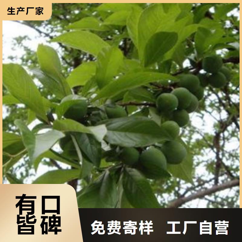 李子苗匠心品质