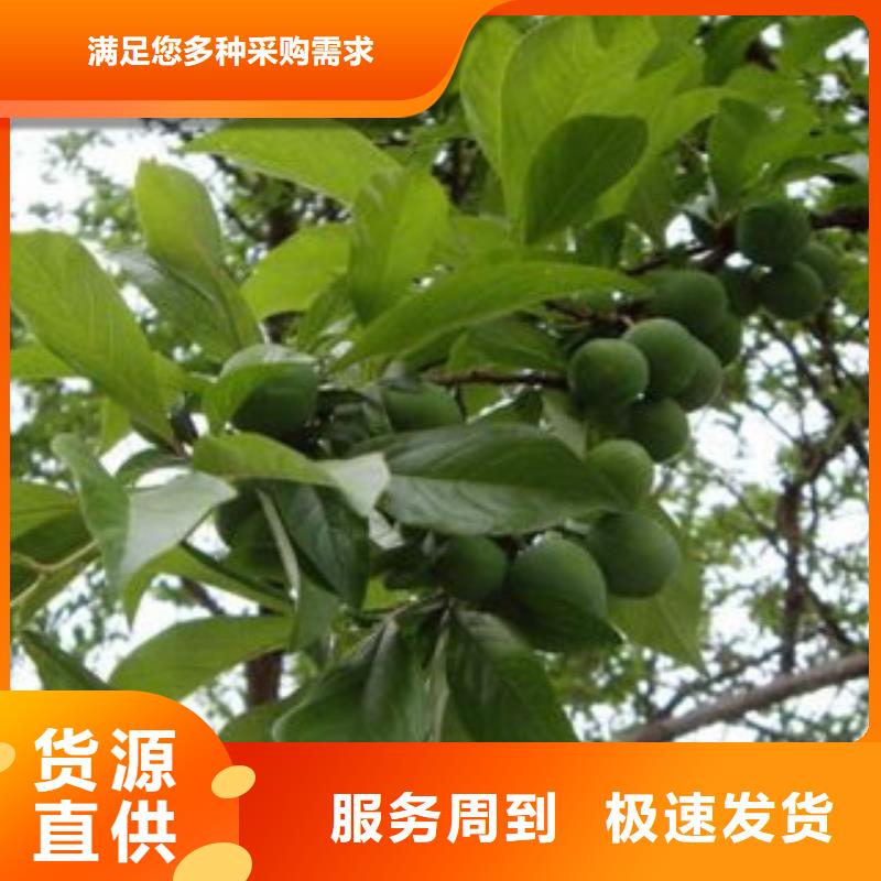 李子苗资质齐全