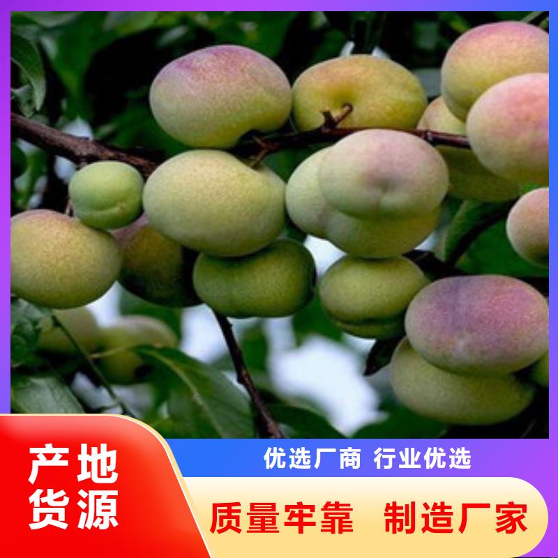 李子苗随时发货快