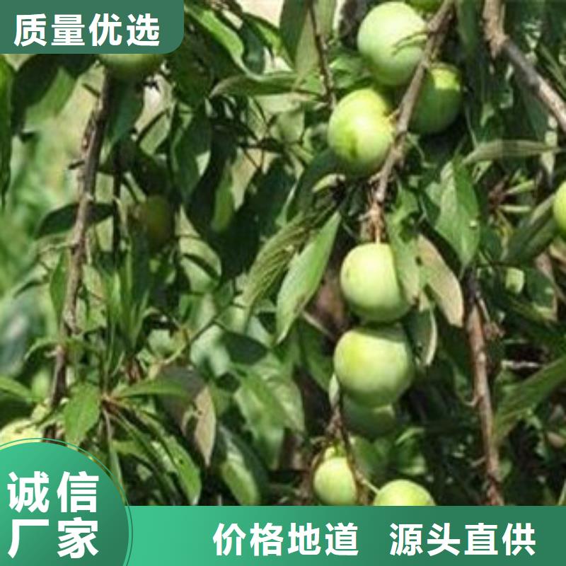 李子苗