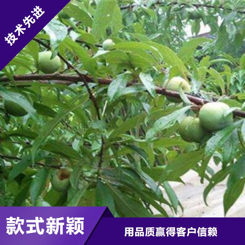 李子苗实体厂家成本低