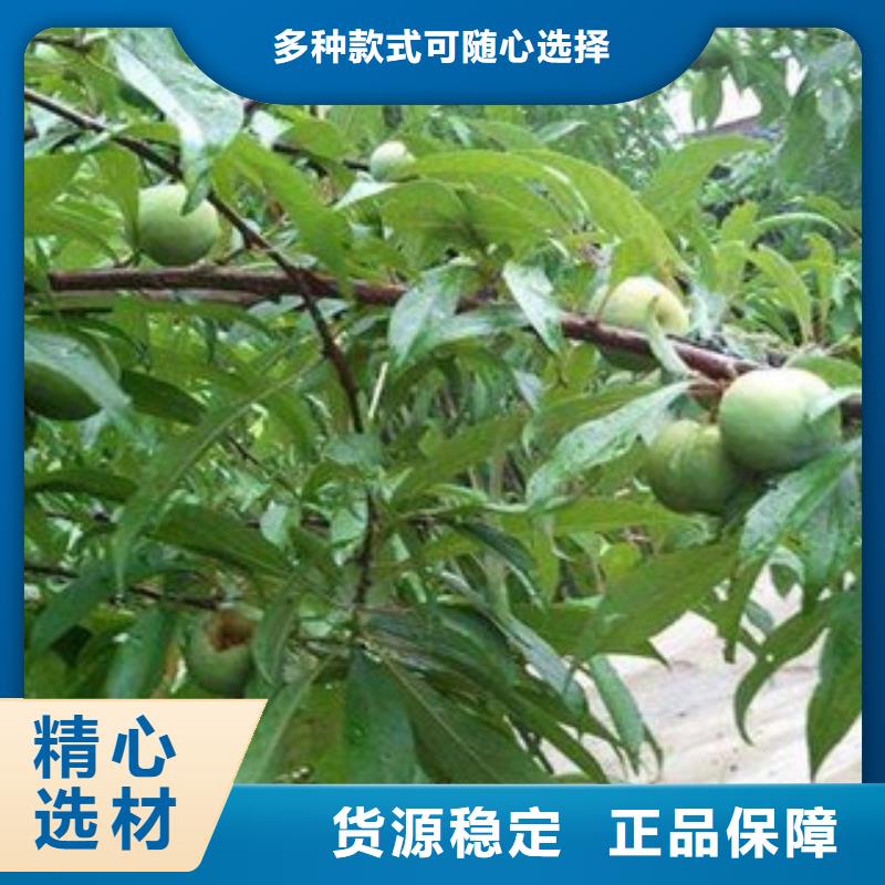 李子苗销售公司-价格合理
