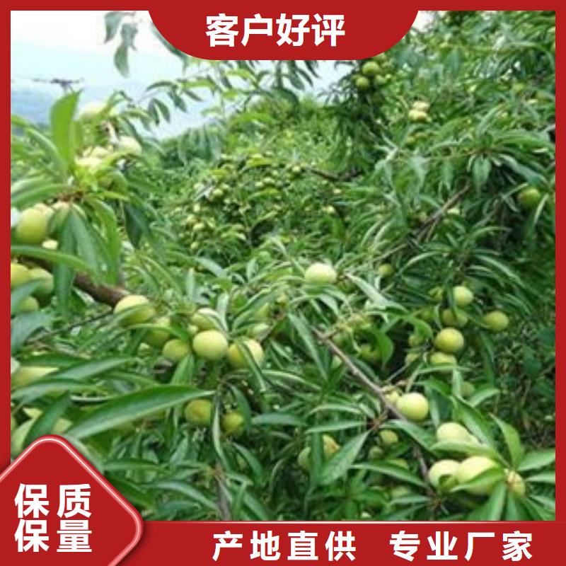李子苗匠心品质