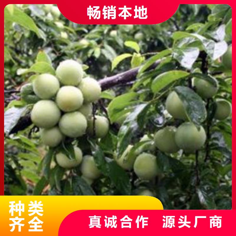 李子苗销售公司-价格合理