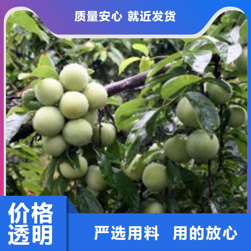 优质李子苗的公司