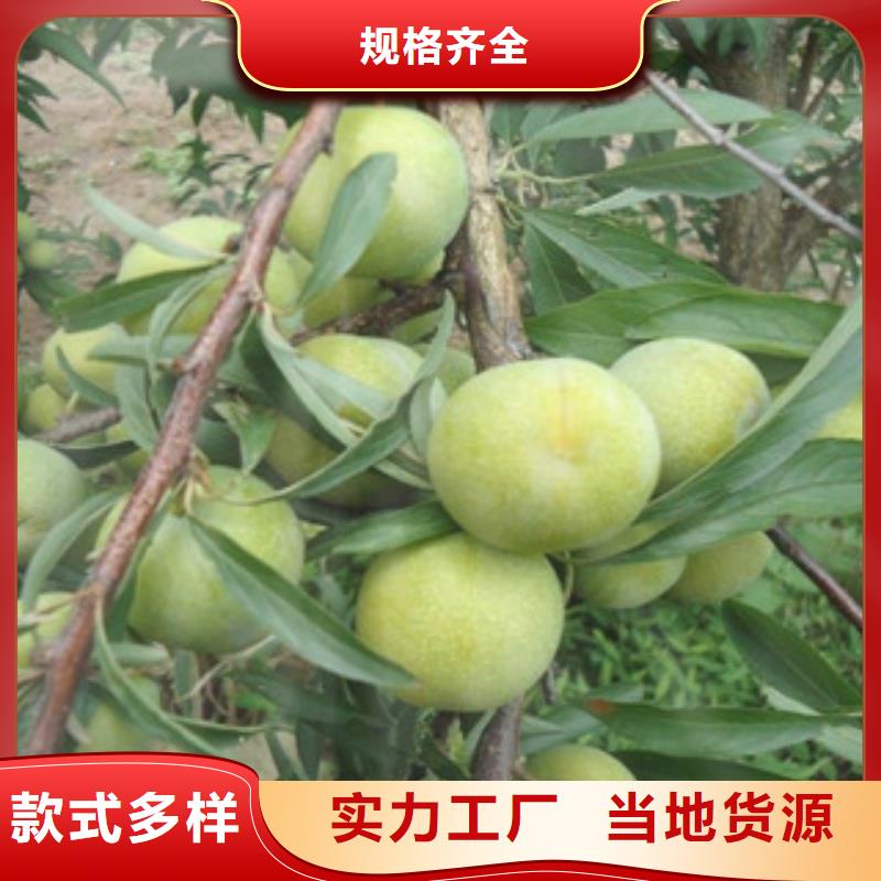 李子苗实体厂家成本低