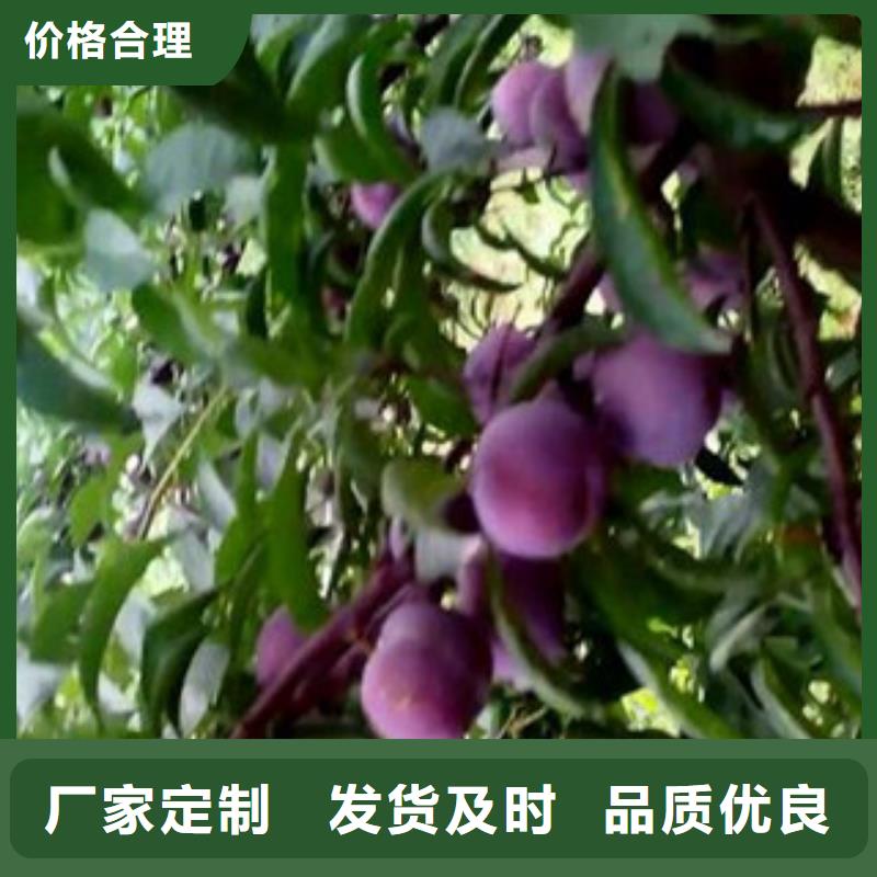 李子苗实力过硬厂家
