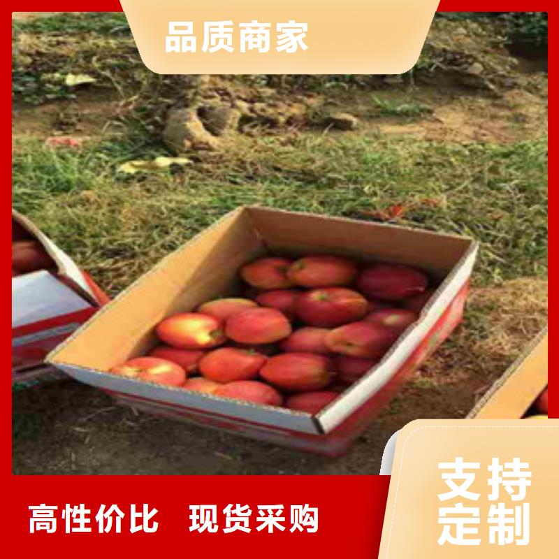 了解苹果苗-按需求定制