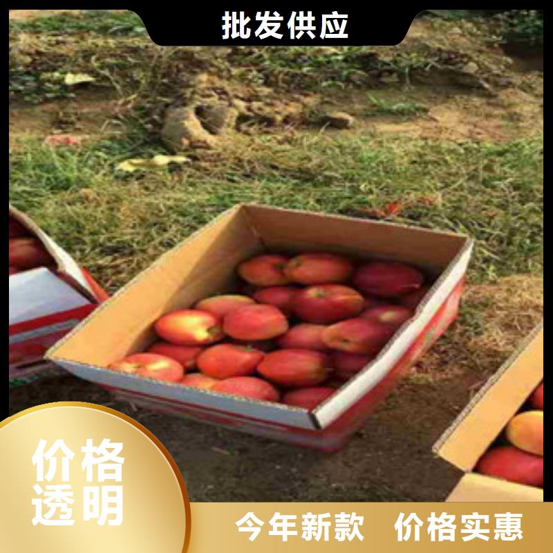 【苹果苗】_价格_厂家