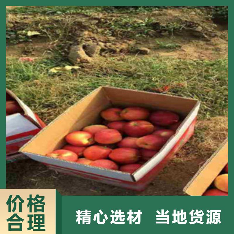 ：苹果苗厂家