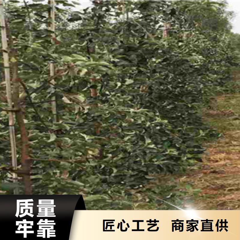 苹果苗源头厂家