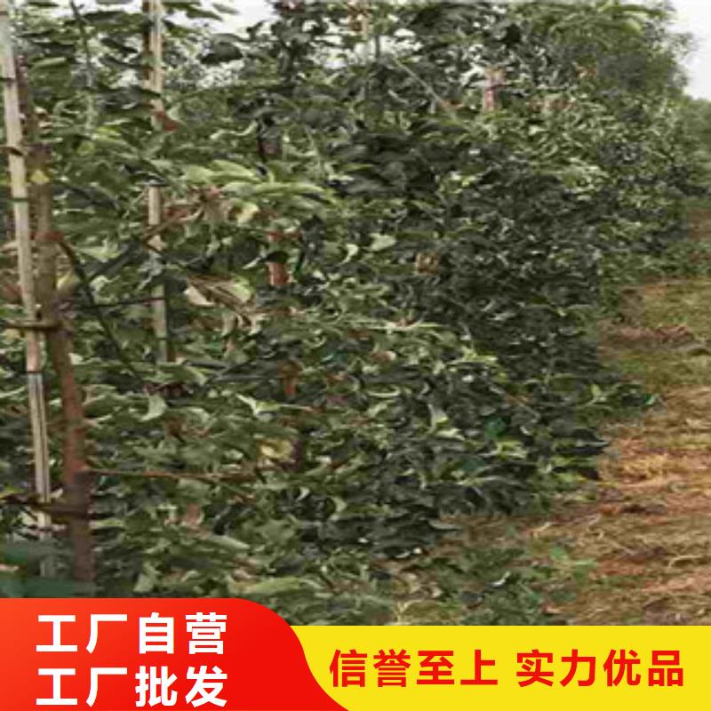 关于苹果苗的小知识