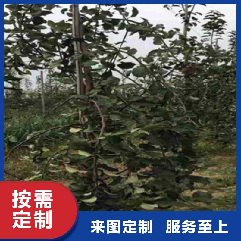 【苹果苗】_价格_厂家