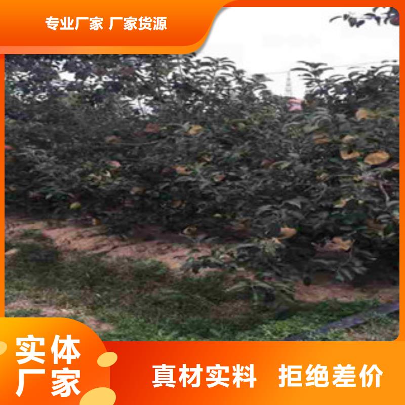 关于苹果苗的小知识