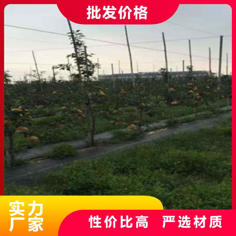 苹果苗无差价直销