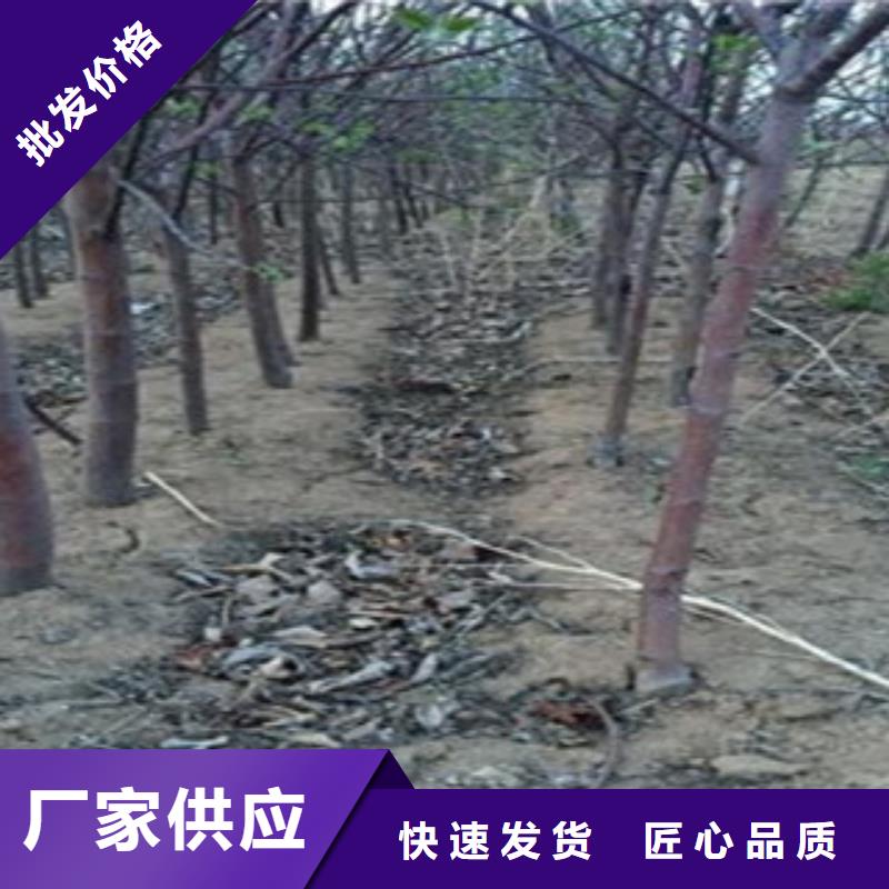 苹果苗源头厂家