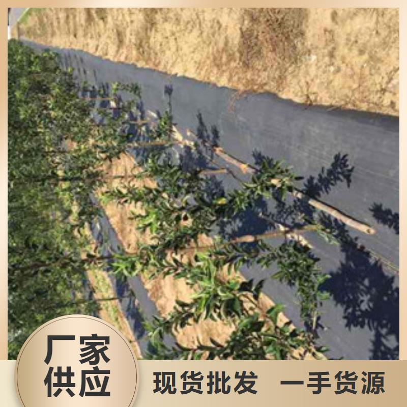 了解苹果苗-按需求定制