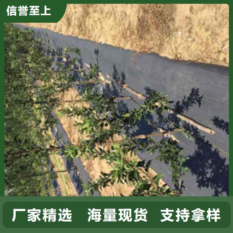 生产销售#苹果苗#的厂家