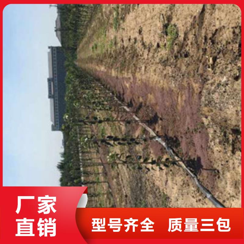 专业销售苹果苗-大型厂家