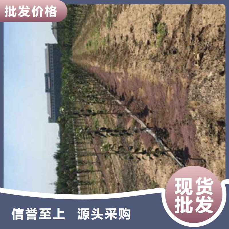 苹果苗品种齐全的厂家