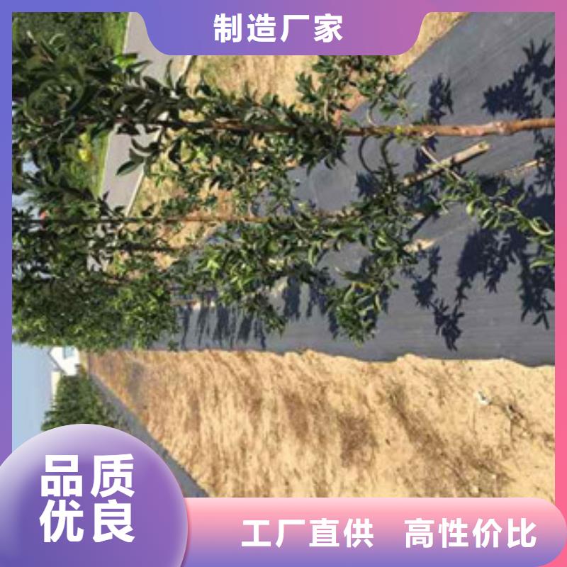 供应苹果苗的公司