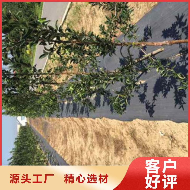 苹果苗厂家发货及时