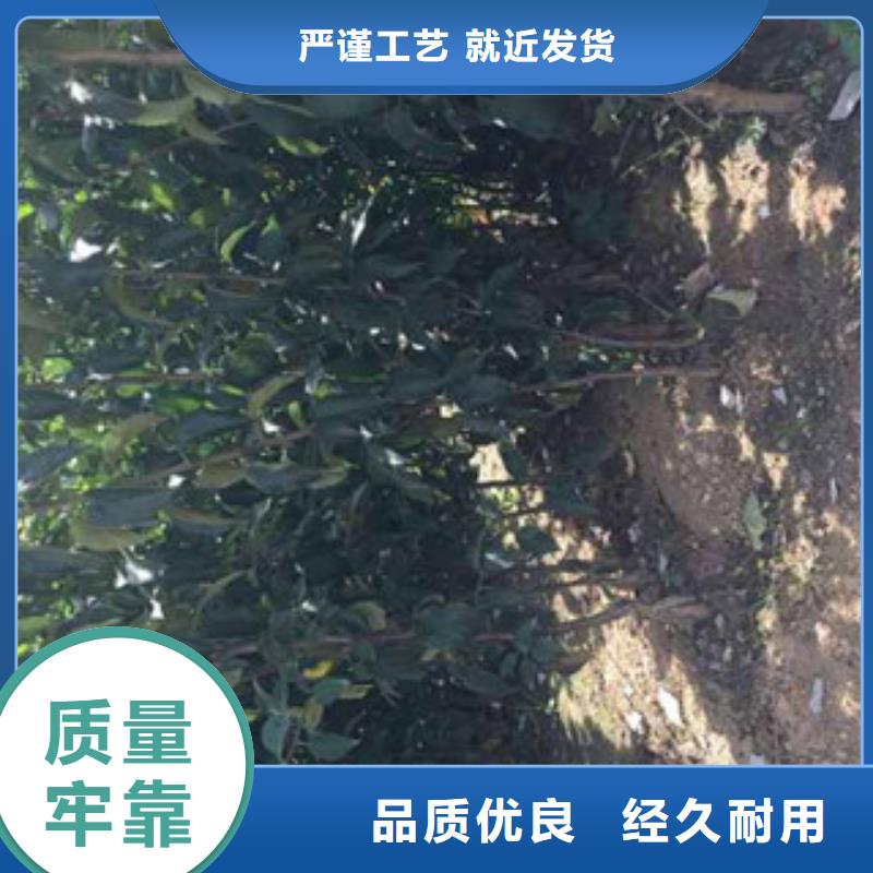 生产苹果苗的生产厂家