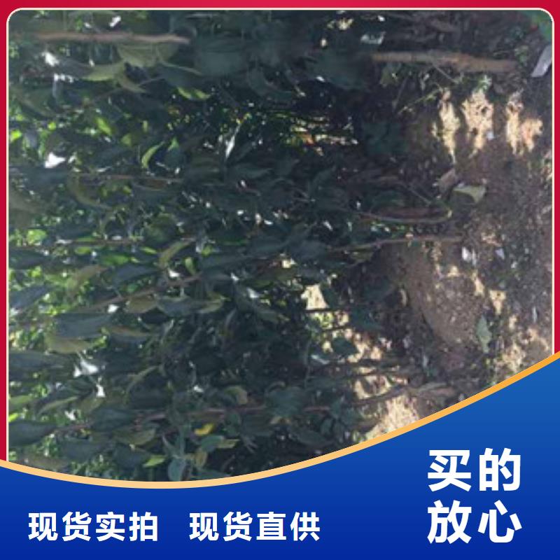 苹果苗厂家口碑好