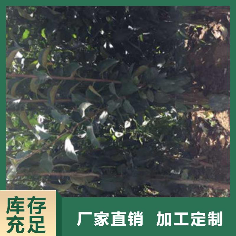 苹果苗实力厂家