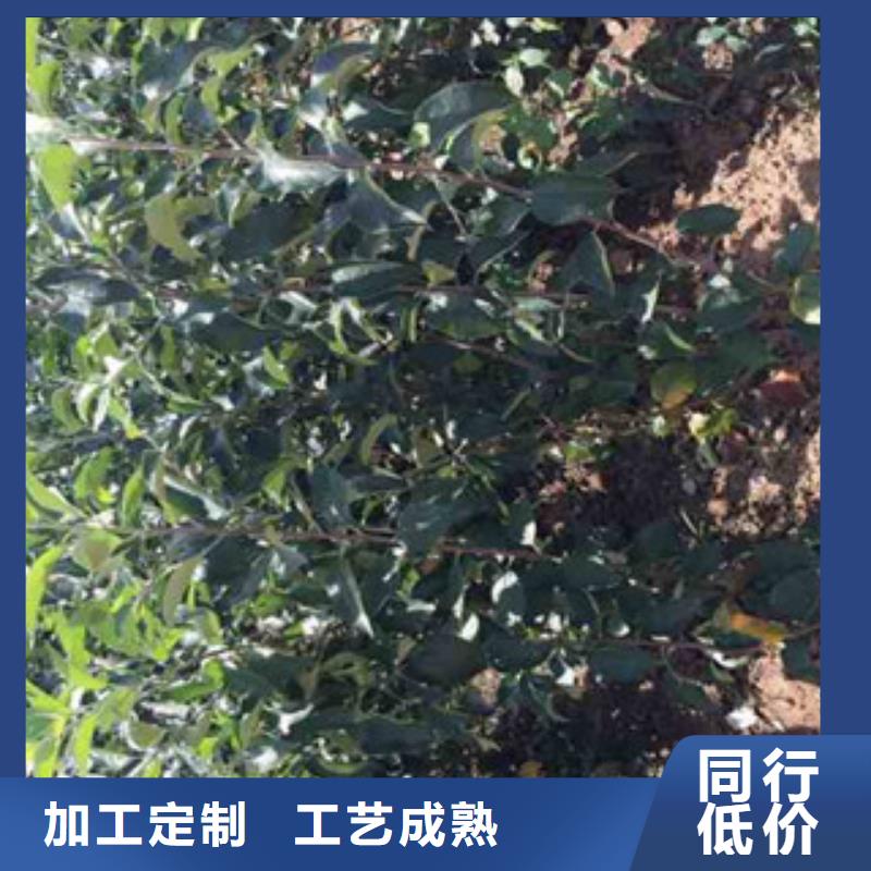 生产苹果苗的生产厂家