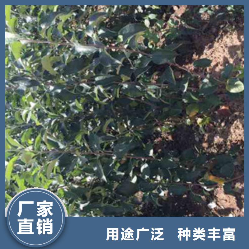 可定制的苹果苗生产厂家
