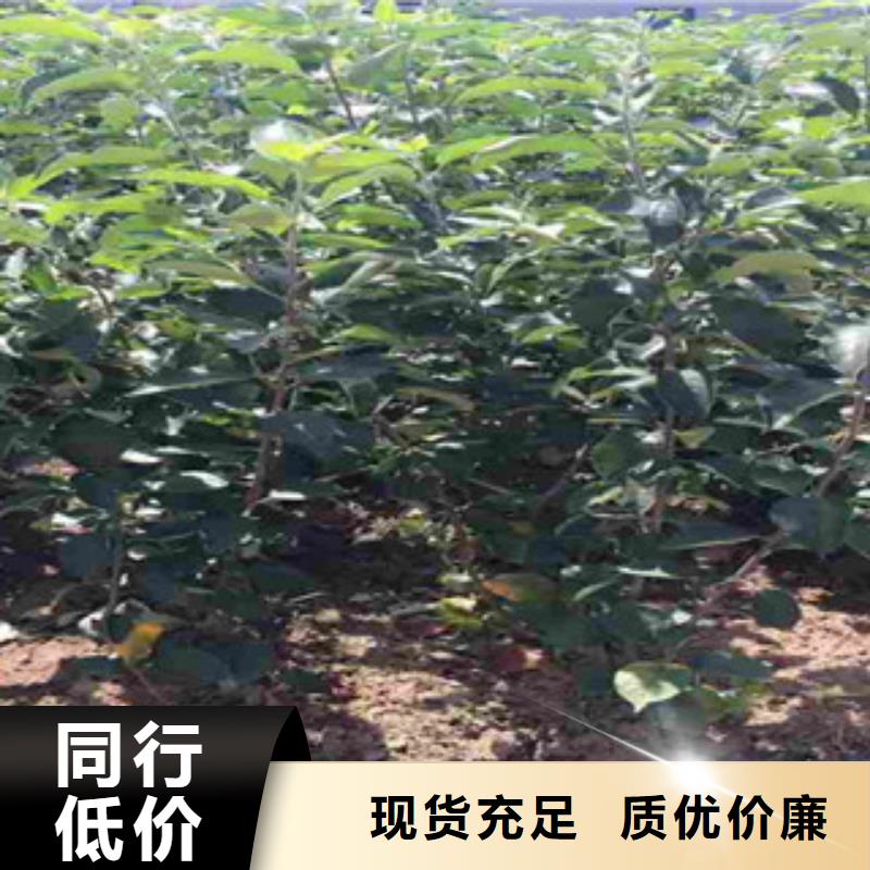 专业销售苹果苗-大型厂家