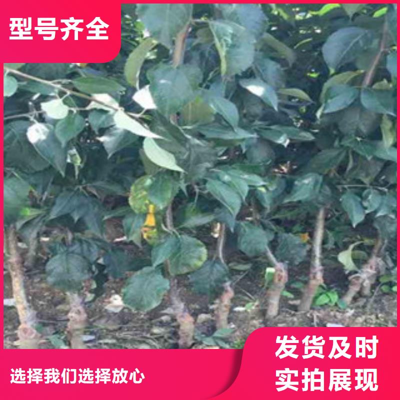 苹果苗源头厂家