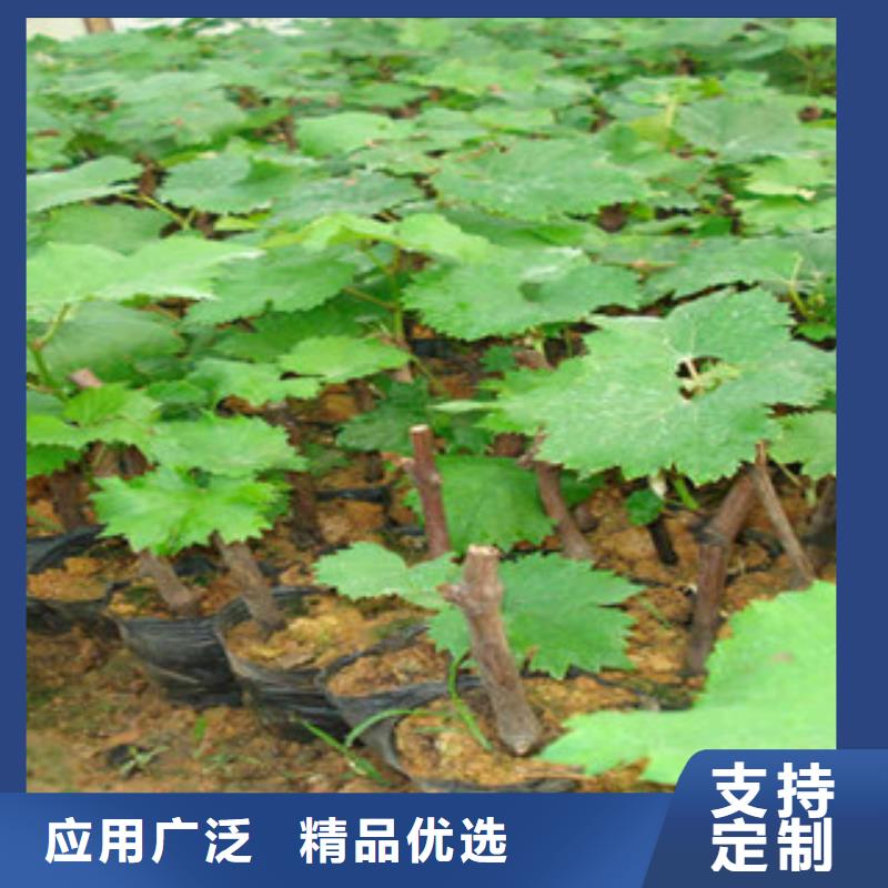 葡萄苗-葡萄苗厂家