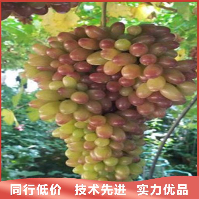 供应批发葡萄苗-靠谱