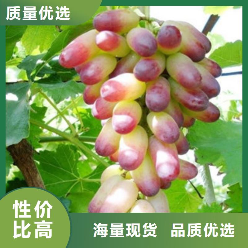 葡萄苗厂销价优