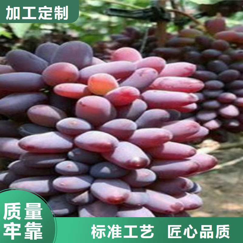 葡萄苗欢迎到厂实地考察